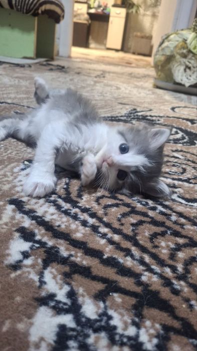 отдам милых котят