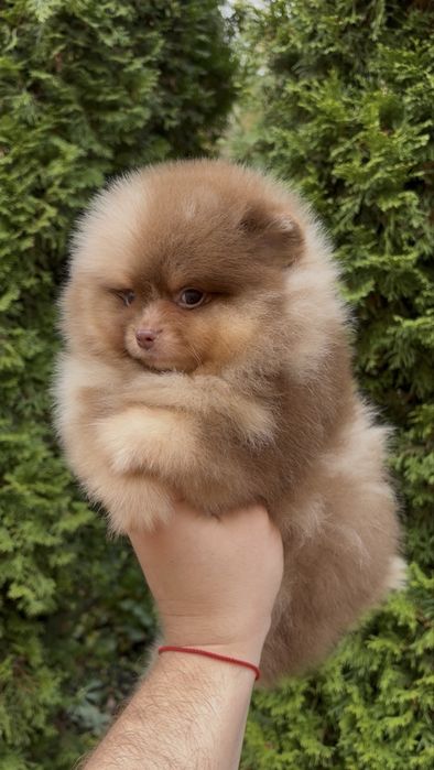 Мини померанский шпиц!