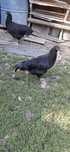 Pereche familie australorp 2+1 de 4 luni