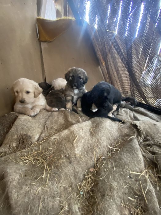 Подарявам кученца