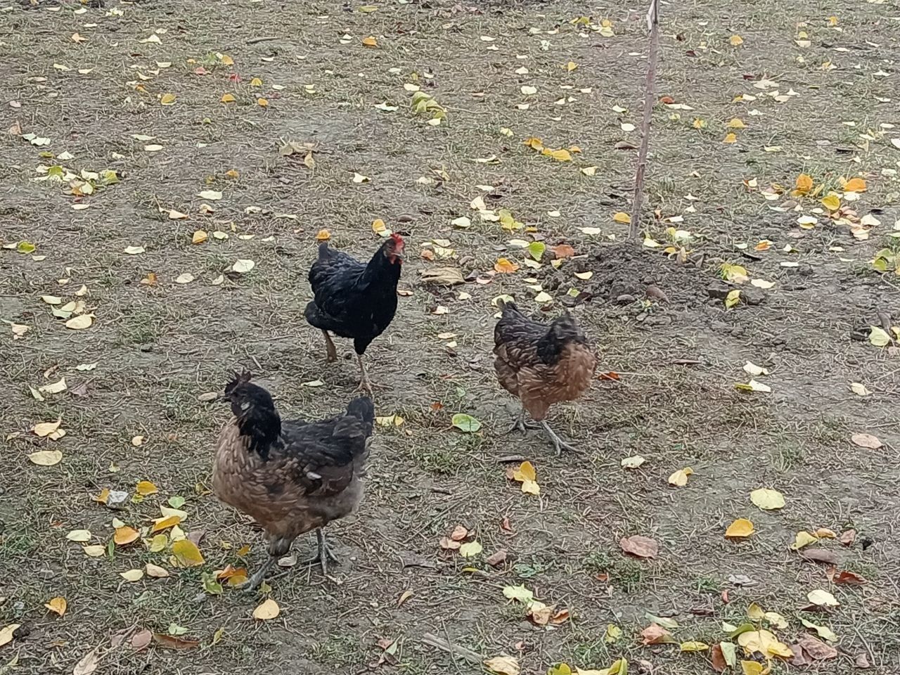 tovuqlar sotiladi .