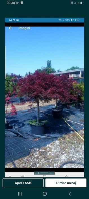 Plante decorative pt exterior