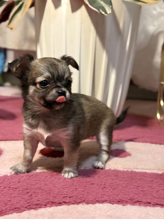 Продавам чихуахуа