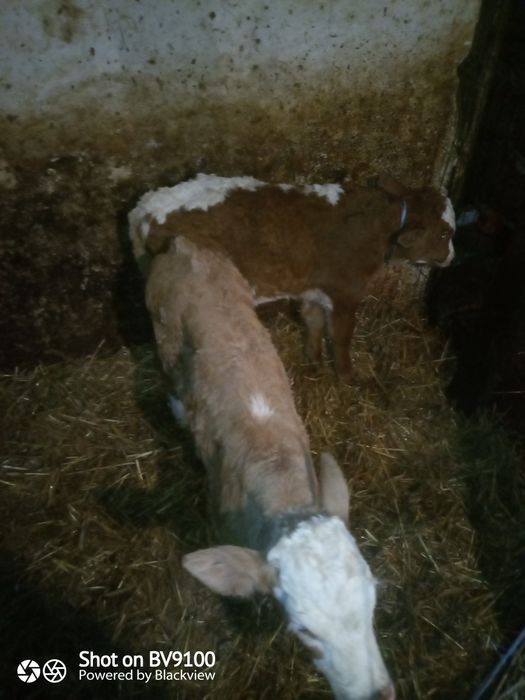 Vând vițel și vițea