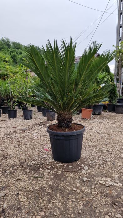 Palmierii rezistenți la îngheț toate dimensiunile