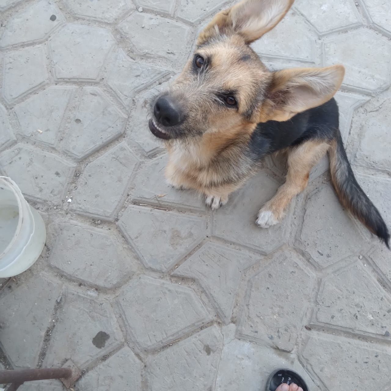 Отдам бесплатно собачку девочка