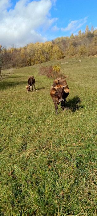 Se vând două vaci pentru sacrificat.