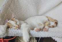 Коте на 3м. търси дом