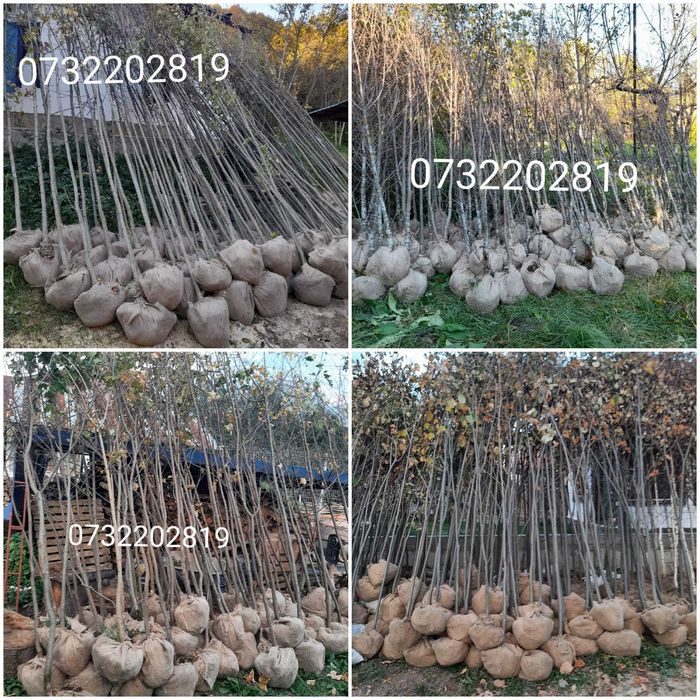 Vând mesteacăn, tei, fag, stejar, paltin, platan, arbuști ornamentali