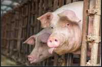 Продам свиней не мясо
