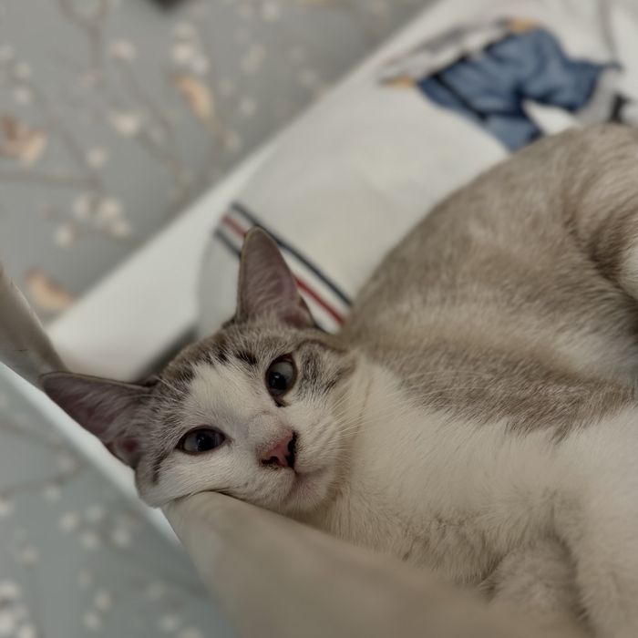 Котенок (кошка), 4 месяца, в хорошие руки