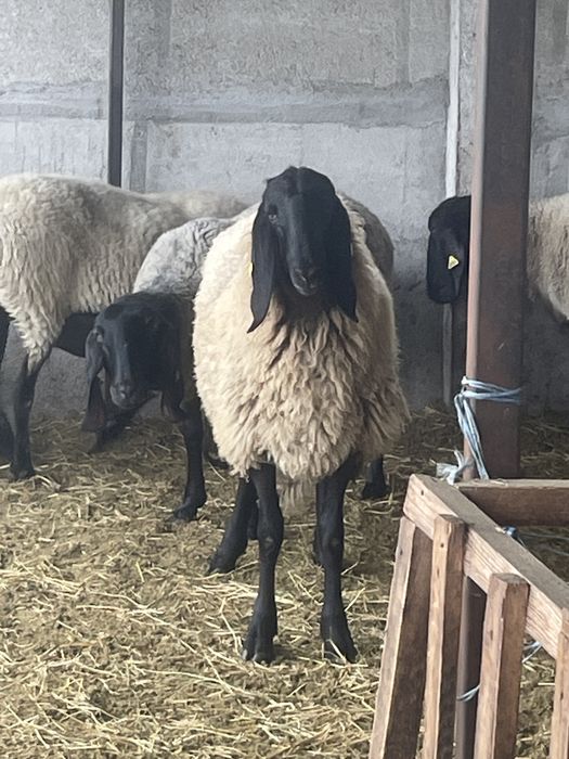 Berbecut sarbesc disponibil