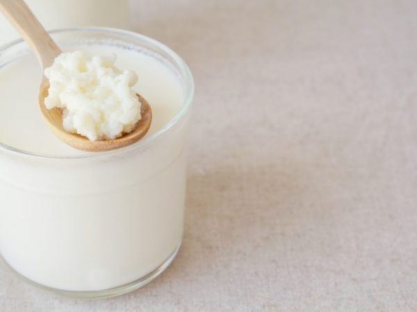 Тиббетский молочный гриб для кефира кефирный гриб