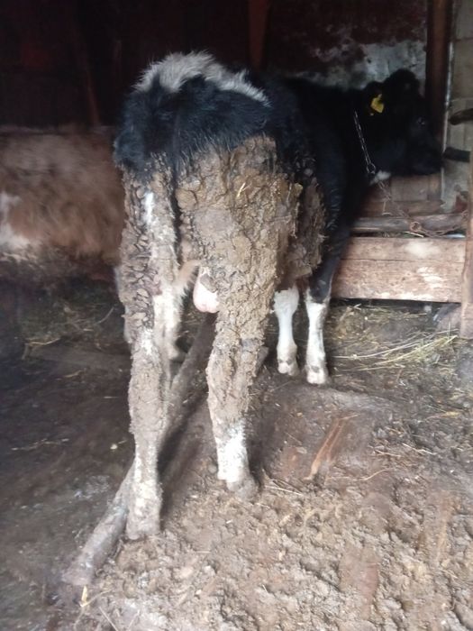 Vând vițel de 7 luni