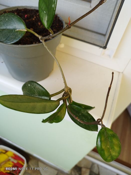 Восъчно цвете -бяло ухание