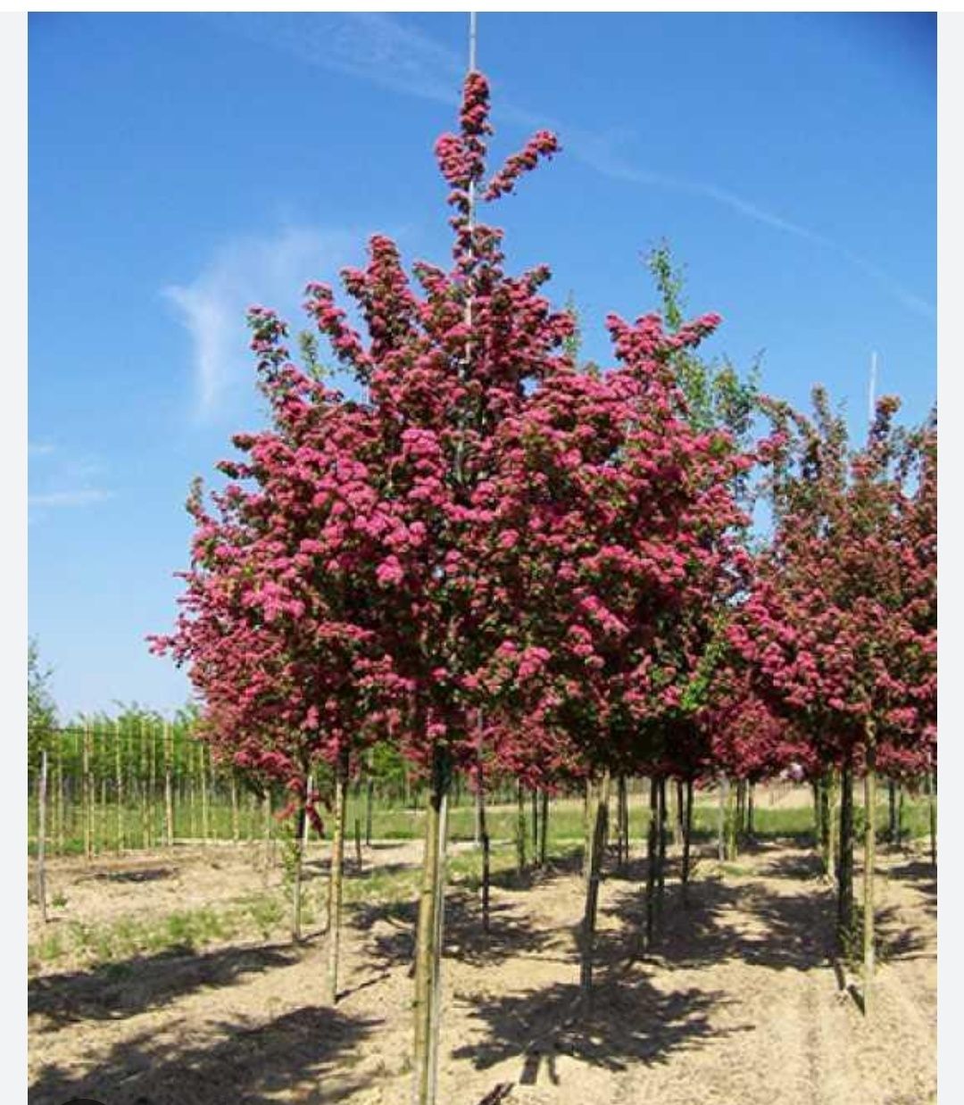 Crataegus 3m+ 350 lei