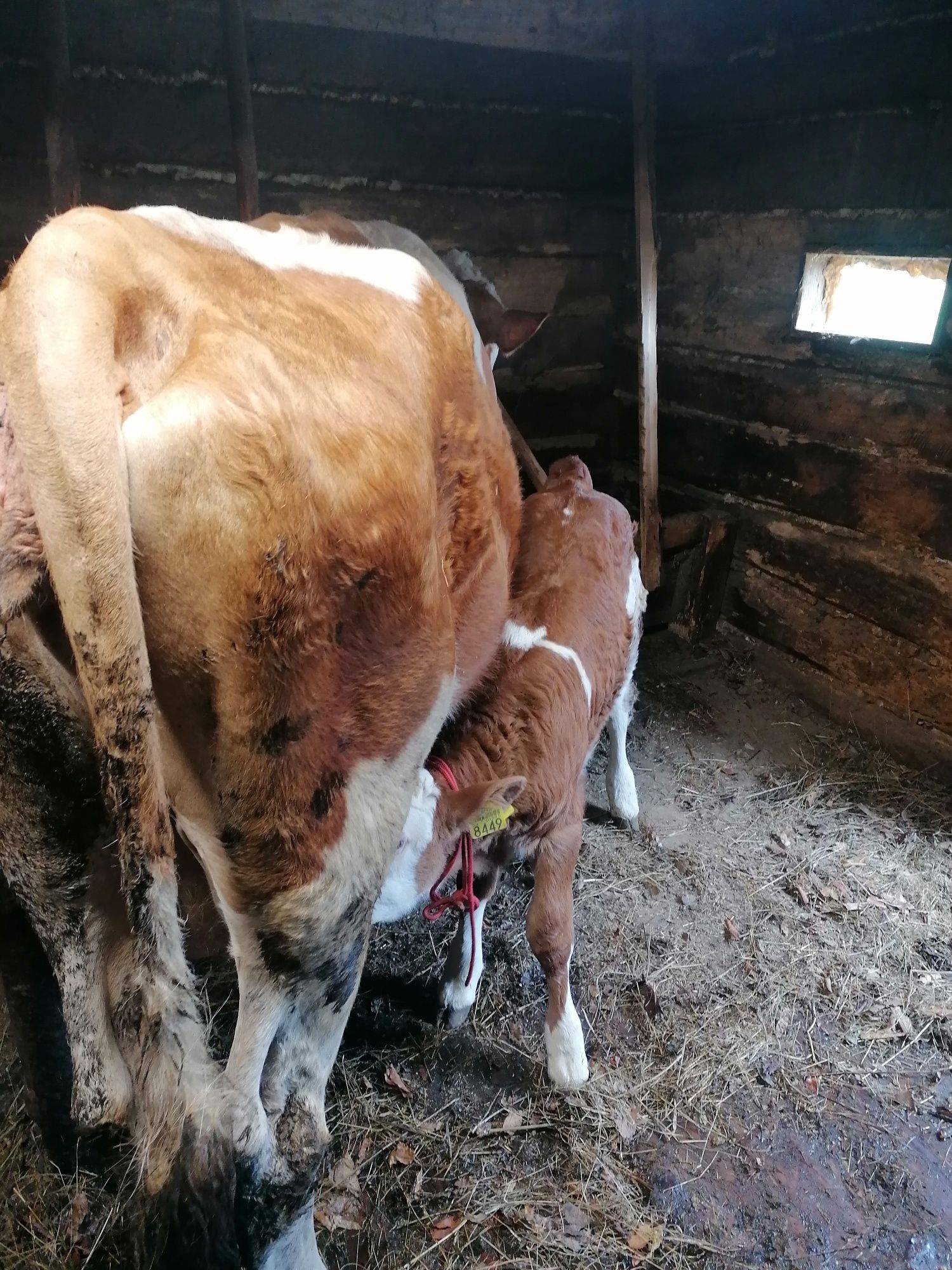Vaca cu viteaua baltata Romaneasca  crescuta de vitea la noi