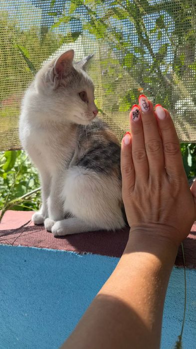 Котёнок в добрые руки!