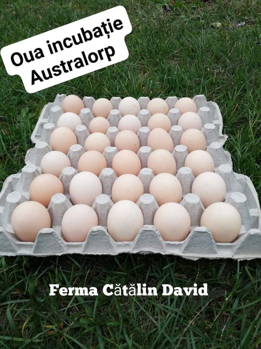 Puisori Australorp Negru Albastru Splash