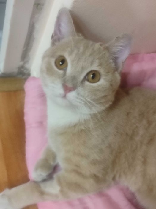 Отдам кота рыжее счастье