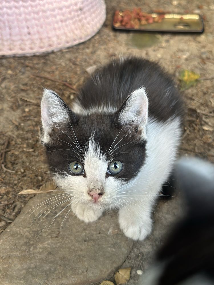 Котята ищут дом, отдадим в хорошие руки
