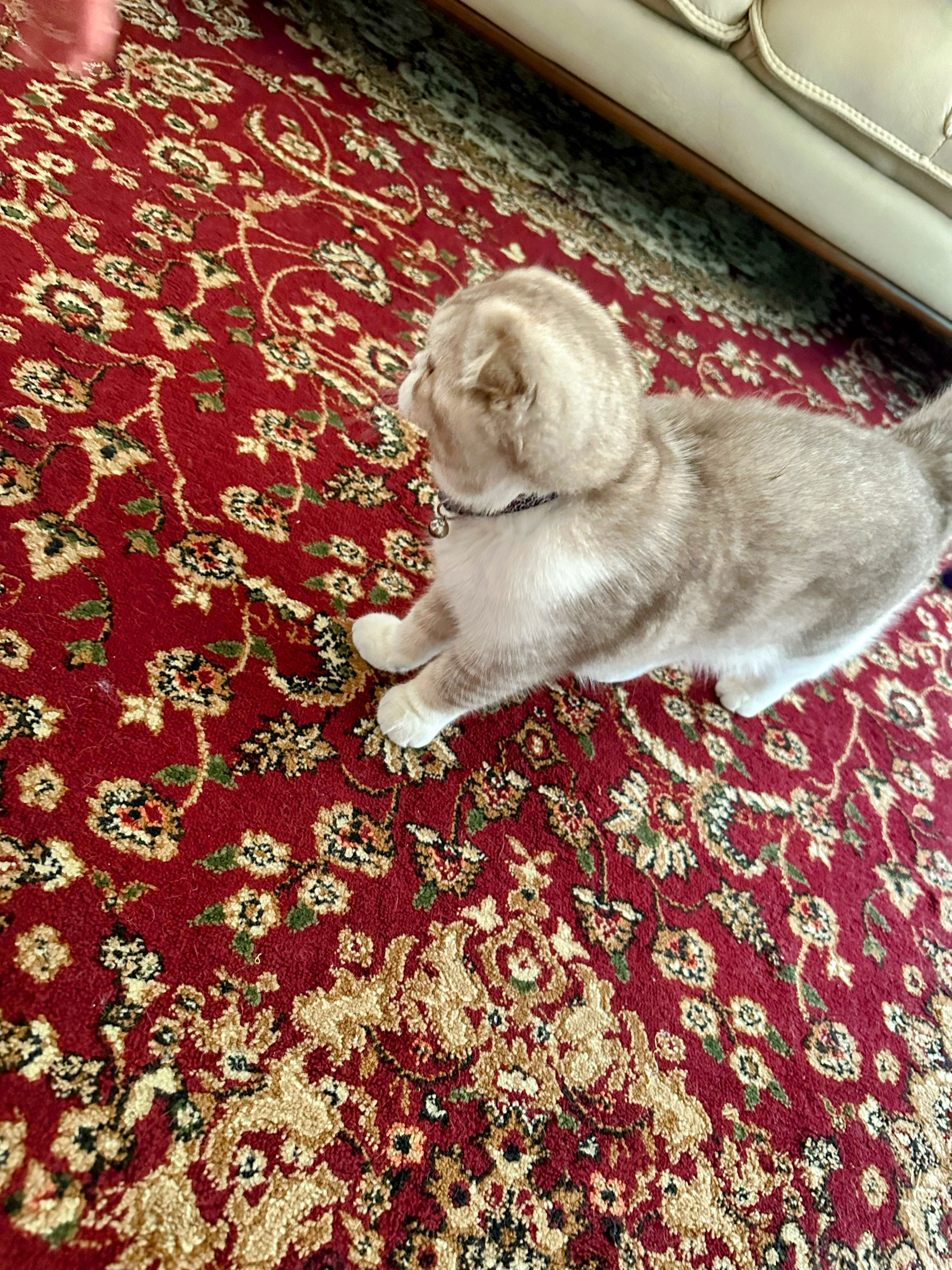 Кошка скоттиш фолд, Мушук