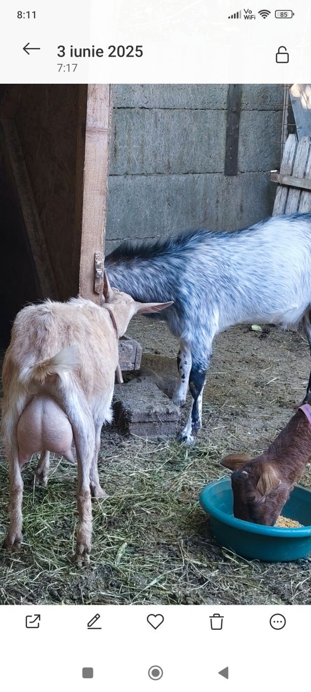 Capra fătată de neleapcă. Metis de sannen cu carpatina.