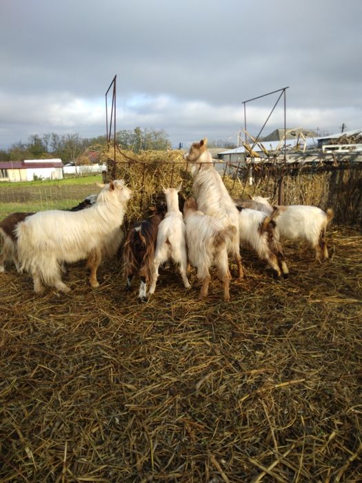 Vind capre sanen vind și iade și țapi