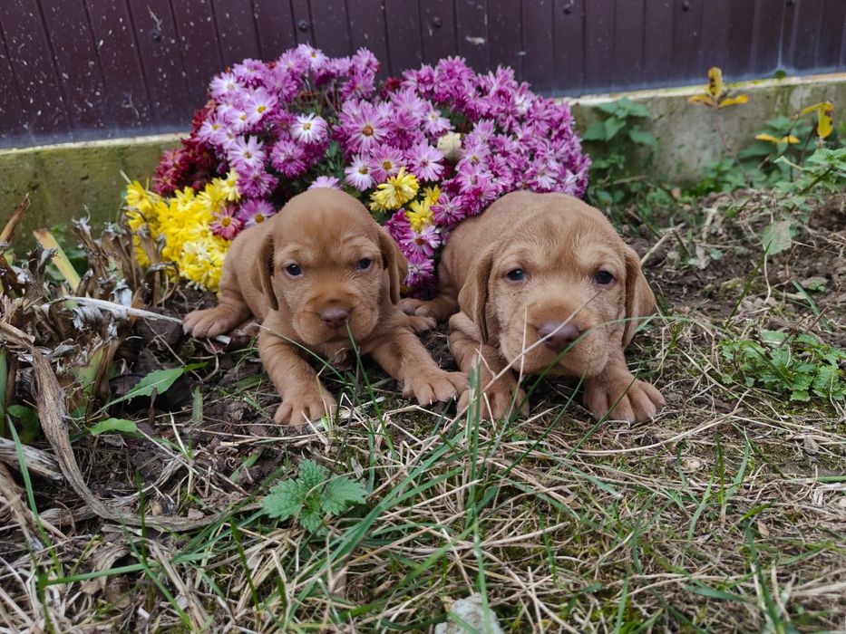 Căței vișla maghiară