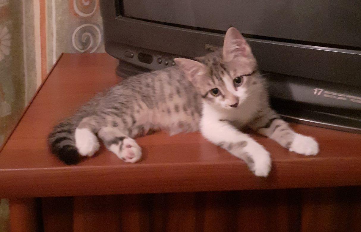Пристраивается котёнок мальчик