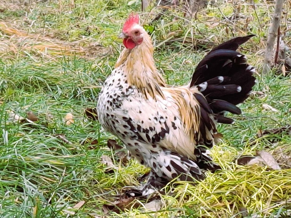 De vânzare cocoșei rasa Sebright și Mii de Fiori/Găini de Porțelan.