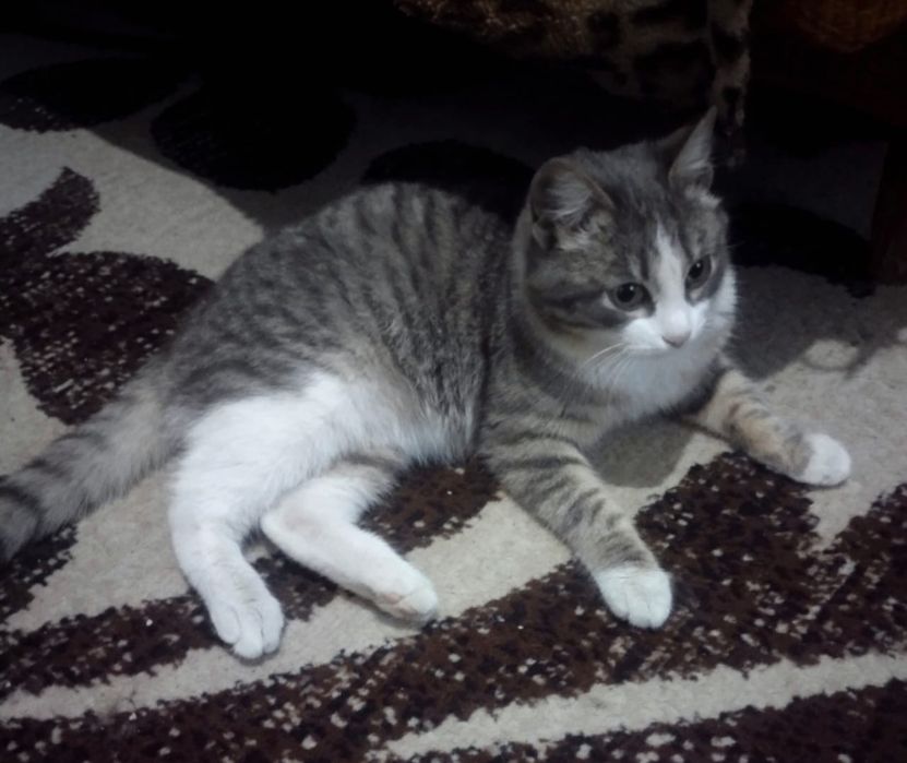 Отдам котика в хорошие руки