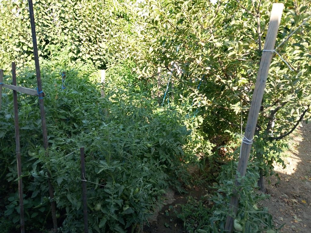 Hovli uchastka sotiladi 11sotix