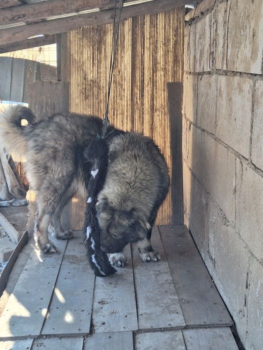 Femelă ciobanesc caucazian