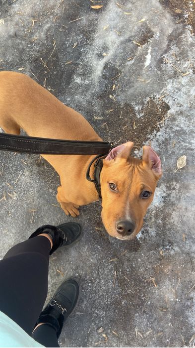 Продам стаффорда