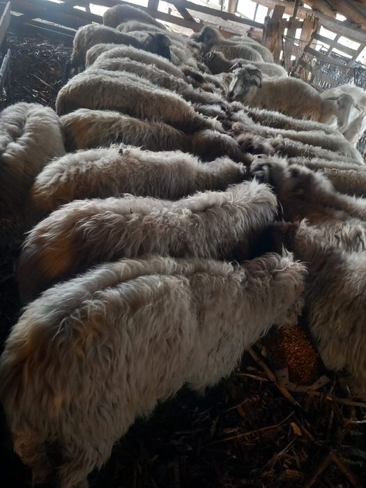 Vând 36de  oi de ținut sau tăiat
