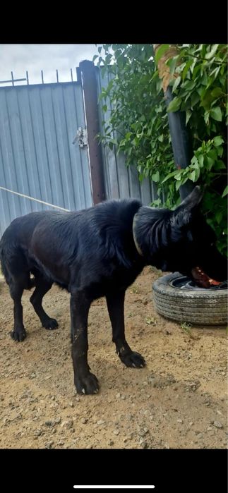 Немецкая овчарка