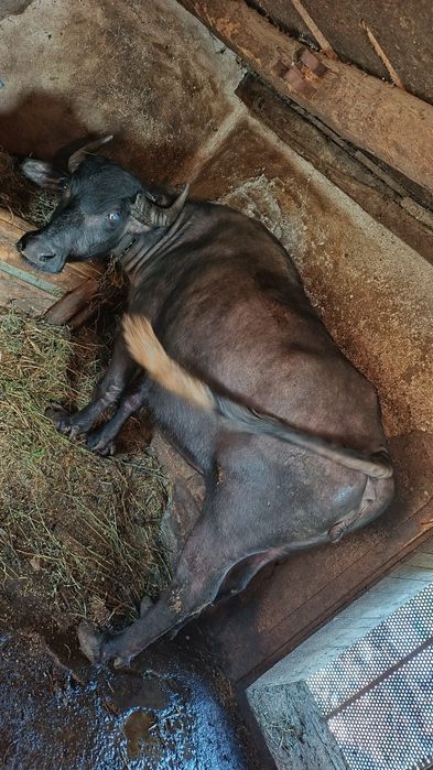 Vând bivoliță de 4 ani !