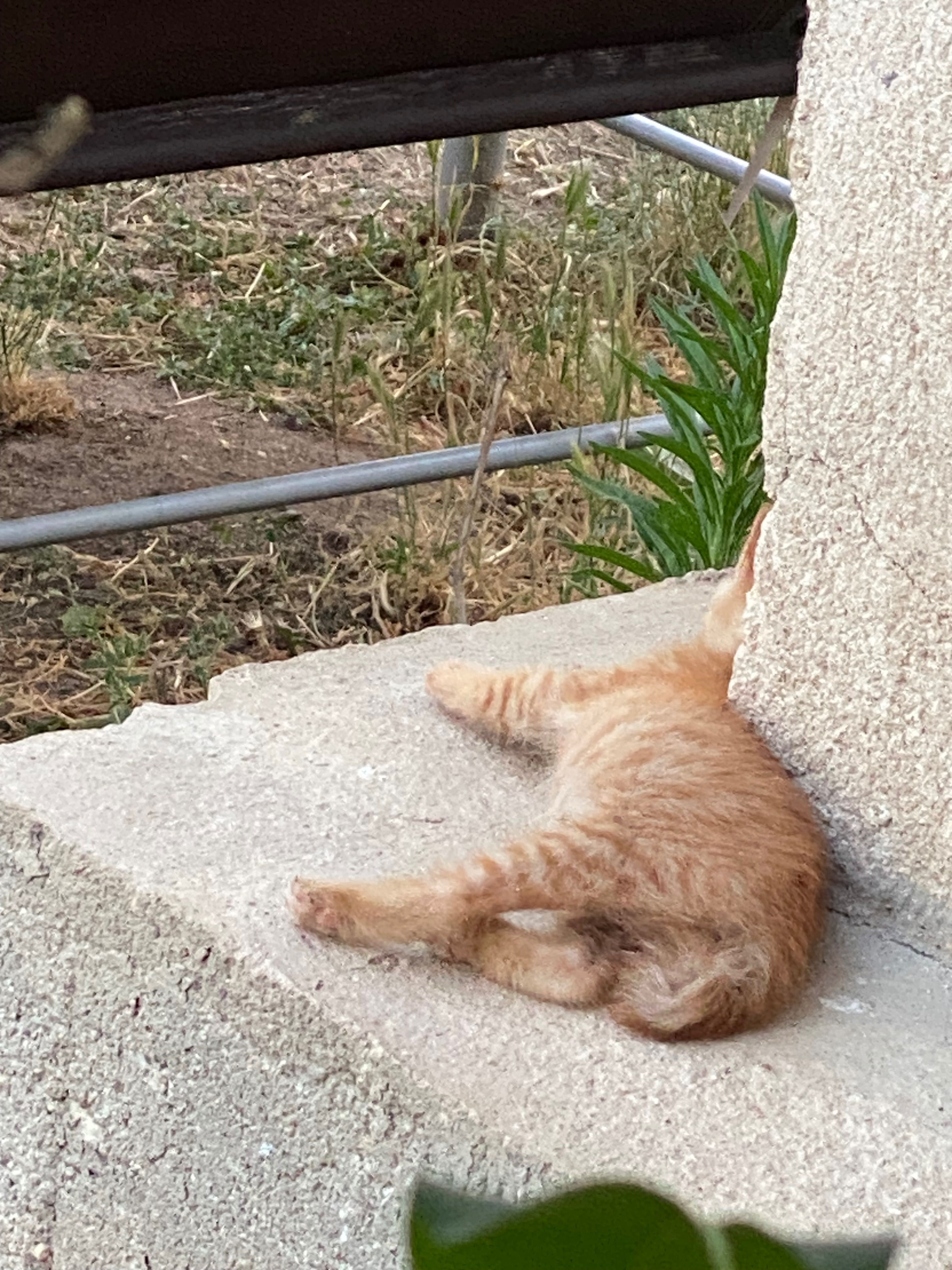 Подарявам малки котета