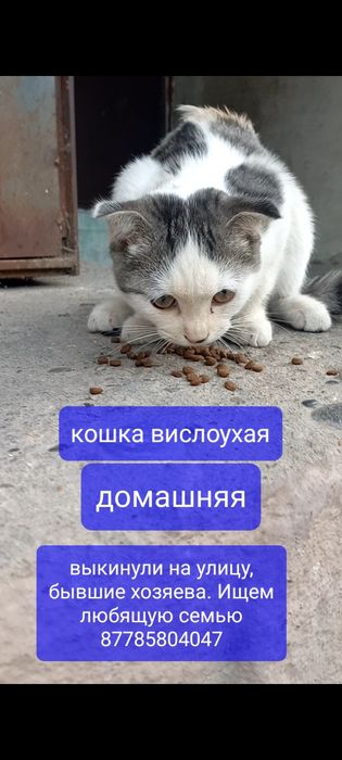 Вислоухая белая кошка