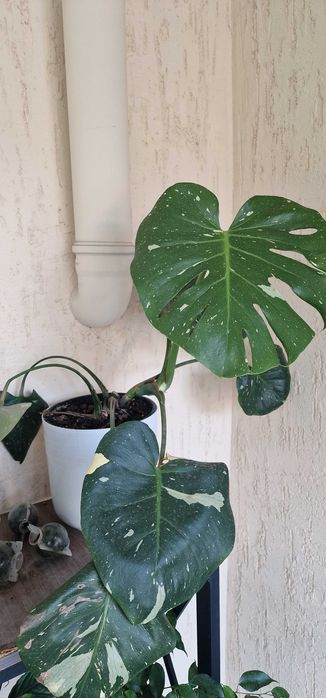 Продам монстера тайское созвездие
