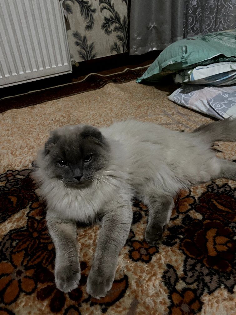 Вязка котов, пародия Скоттиш Фолд