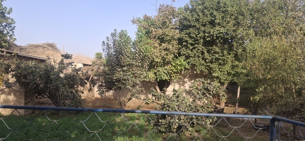 Уй сотаман томарқали