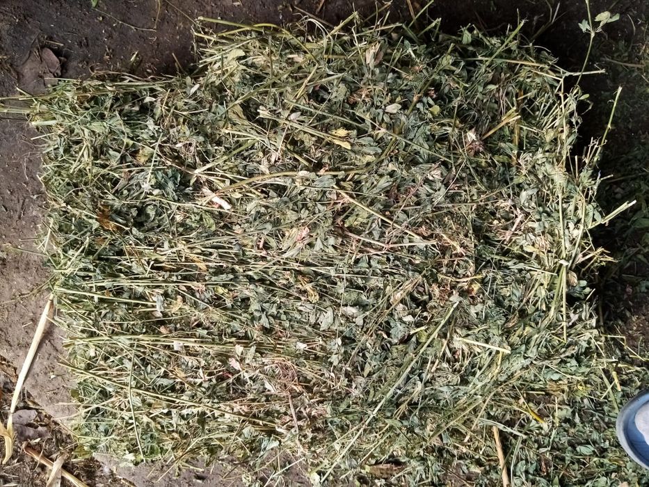 Vând baloti de lucernă