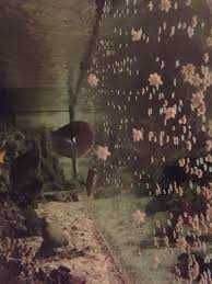 Vand (sau inchiriez) harlequin shrimp - mancator de asterina starfish