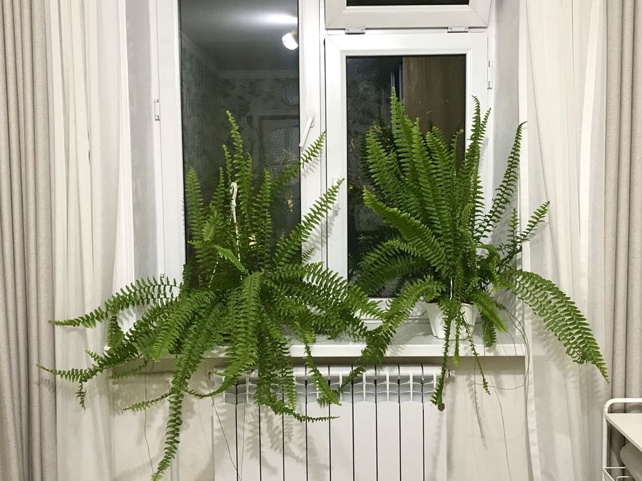 Домашние цветы, создающие уют