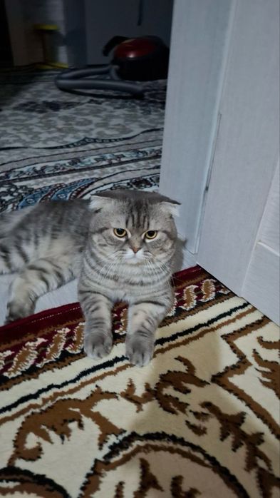 Mushuk chatishtiriladi