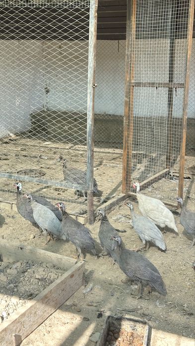 Тауык ,цесарка сатылады