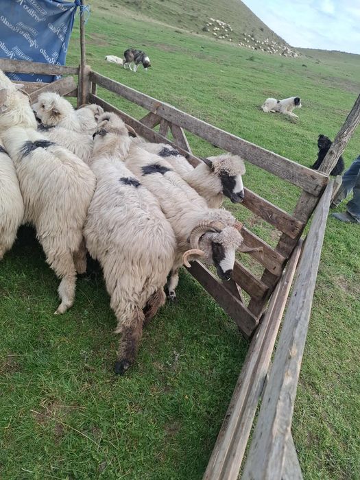 Oi de vânzare(10 oi și un berbec)