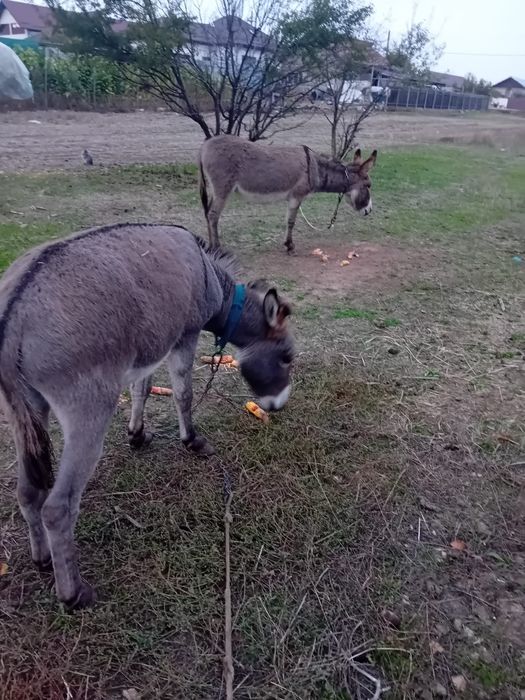 De vânzare,doi măgari
